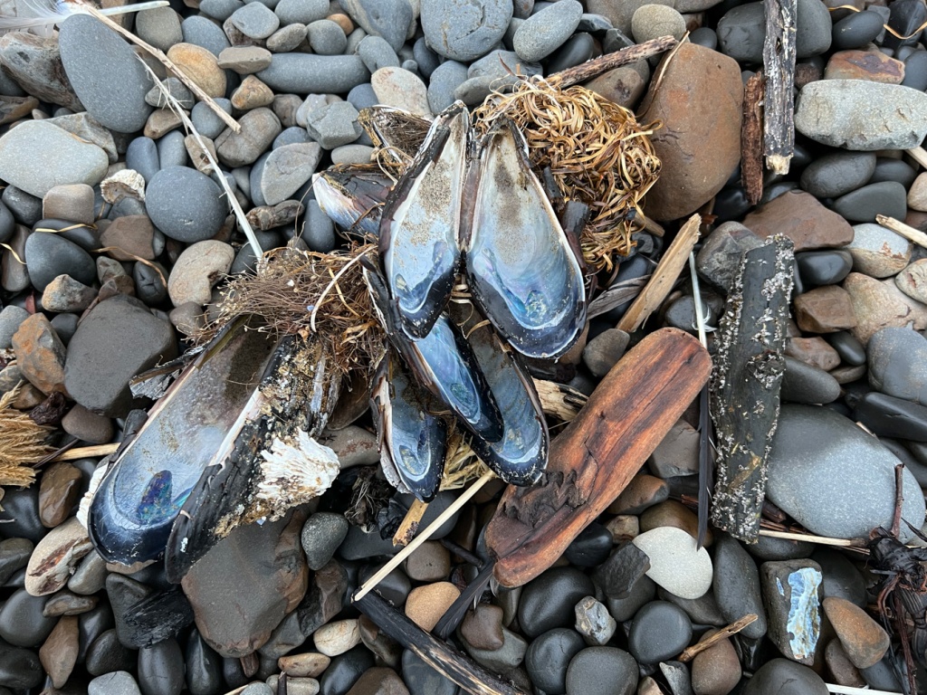 Looks like about mussels shells, valves still attached but open, laying face up (bluish insides showing), on cobbles. One shell has a large thatched barnacle attached.