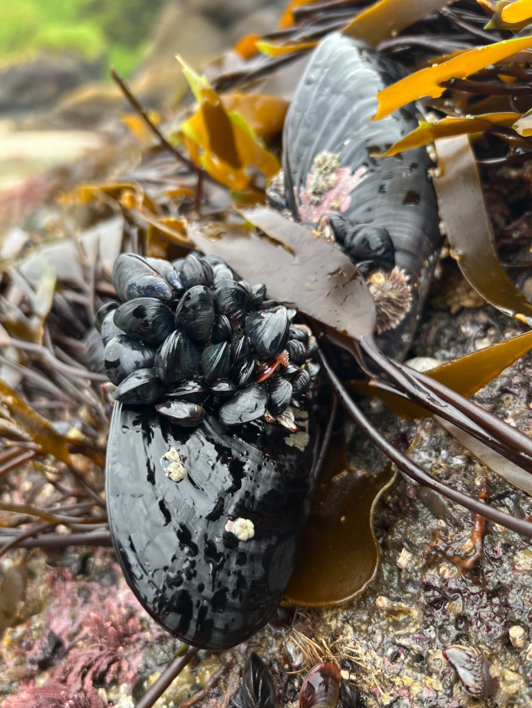Two large isolated mussels, one of them with a rosette of about 20 juveniles attached.
