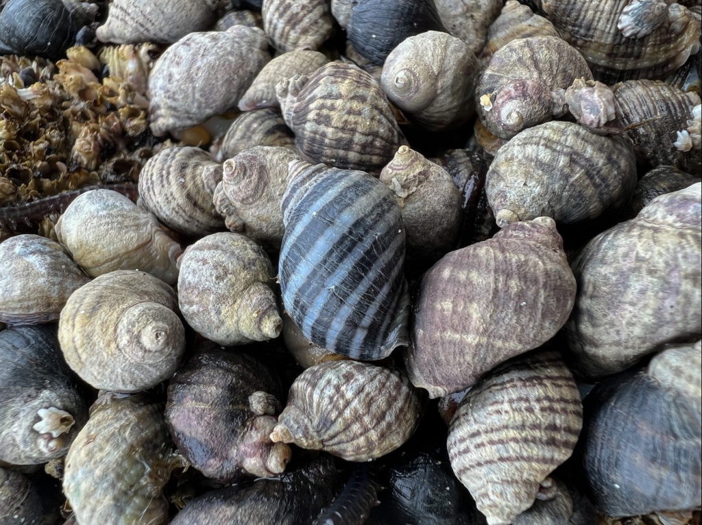 Close up on about 20 stipe dogwinkes. A large one in the middle of the group has a particularly striped shell.