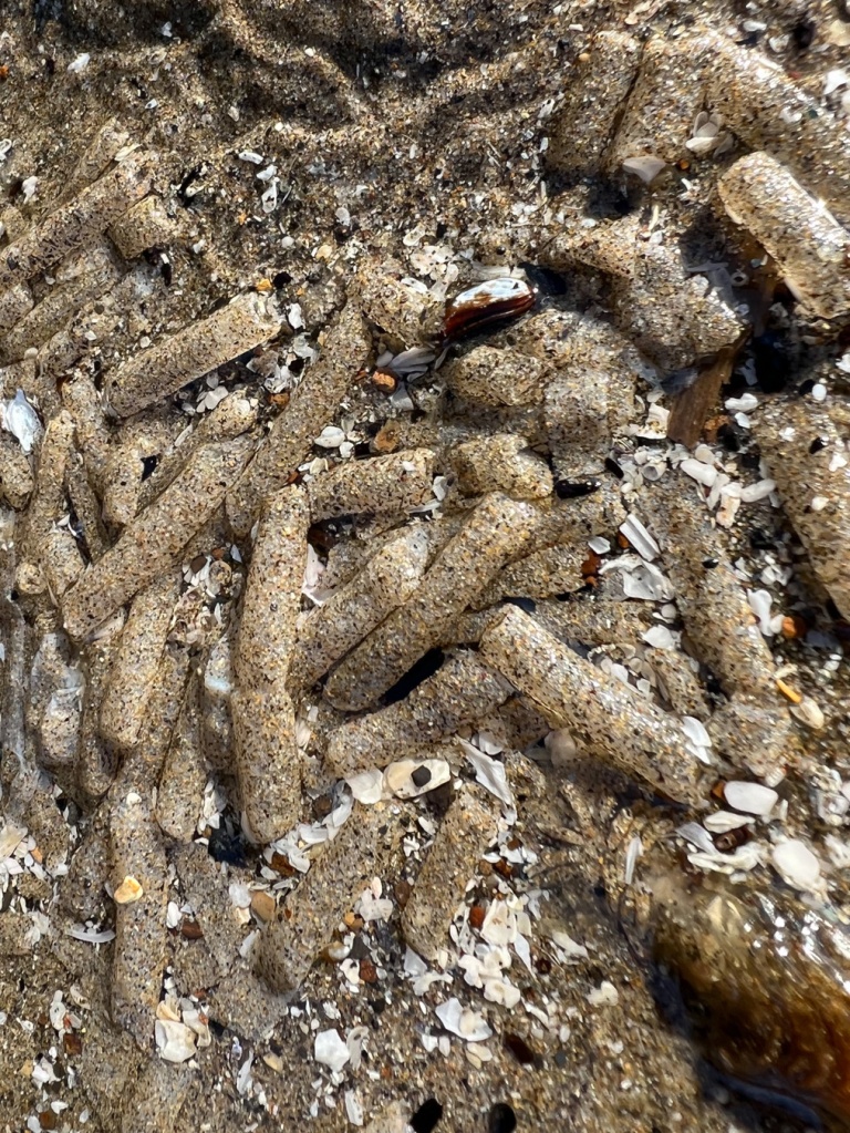 Closeup on sandy tubes, apparently empty, washed up in a shallow sand-filled pool.
