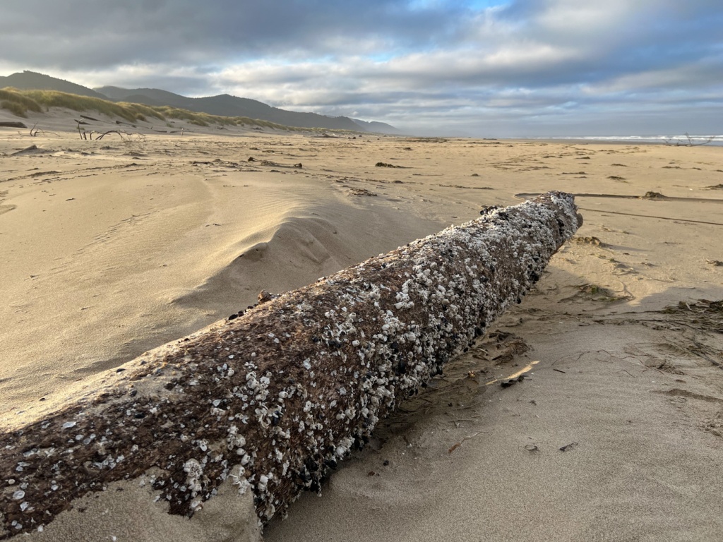 A long piling encrusted with now dead barnacles and mussels. Dunes and coastal mountains in the distance to the left. On the distant right, the surf zone.