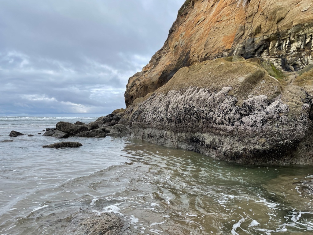 A rock face with a broad band of Pollicipes polymerus. Swash in the foreground; in the distance, the surf zone, and beyond. Cloudy skies.