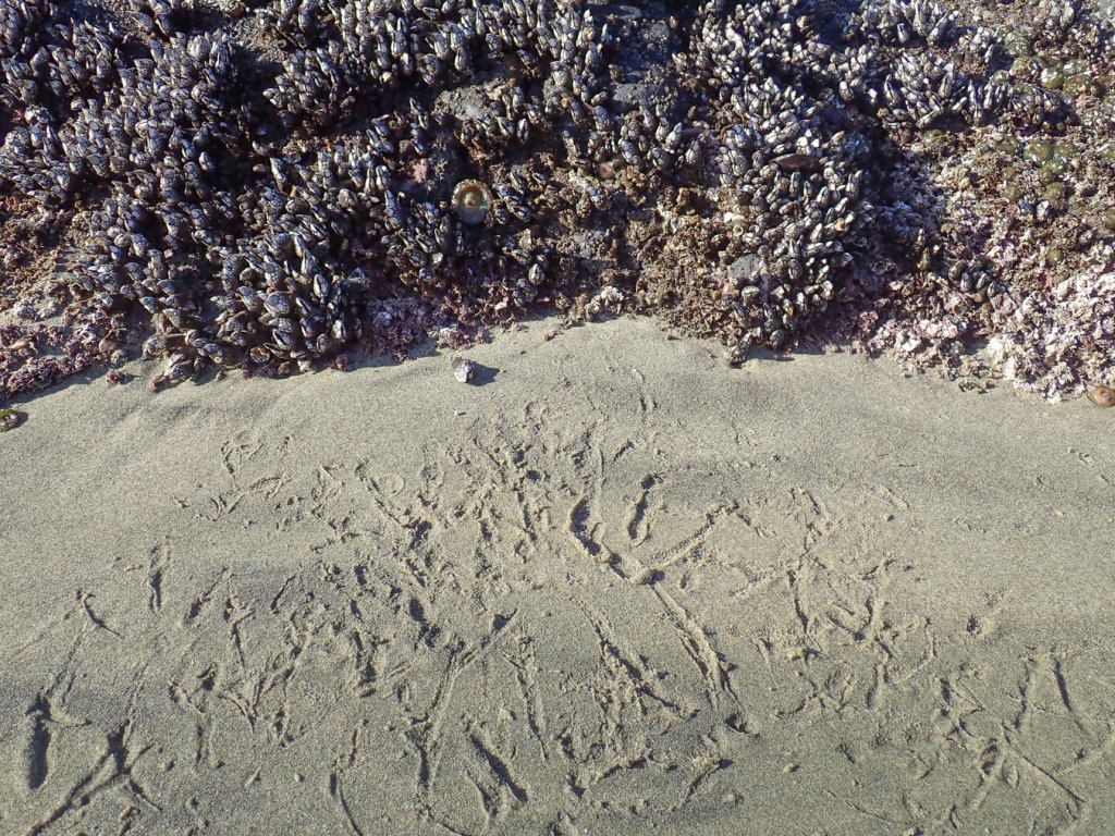 A swarm of gull tracks in the sand at the base of a Pollicipes-covered rock. A detached barnacle capitulum with some stalk attached lays on the sand.