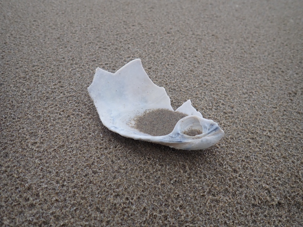 Bleached fragment of a gaper clam, probably fat gaper, on the sand marked with impressions left by raindrops.
