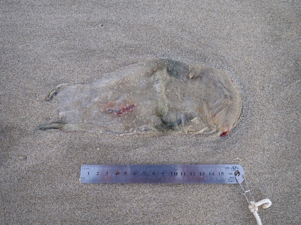 One individual vagina salp on the sand; it's longer than the 15 cm ruler provided for scale.
