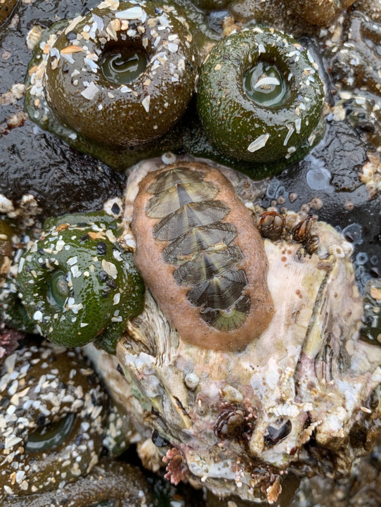 A chiton perched on a giant barnacle. Four giant green anemones fill out the scene.