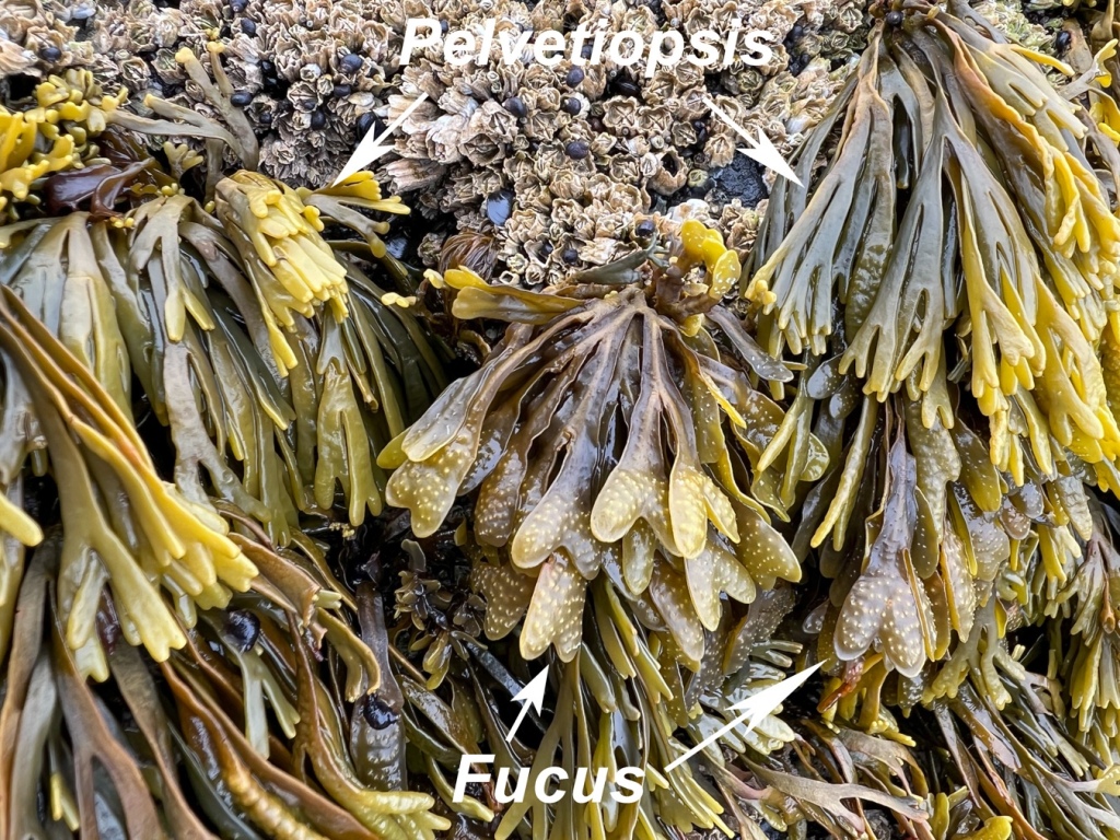 A comparative shot of Fucus and Pelvetiopsis