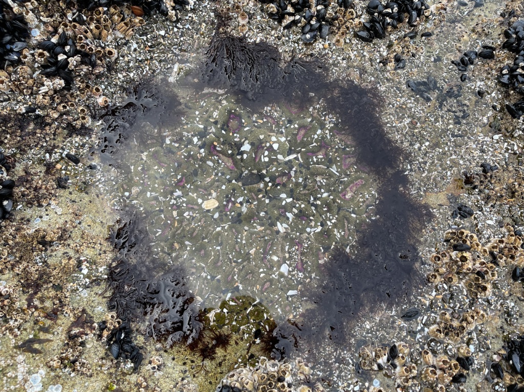 A ring of Cryptosiphonia woodii around the edge of a small, circular tide pool. 