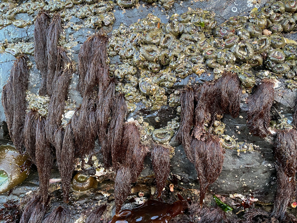 About twenty Cryptosiphonia woodii tufts hanging down a rock wall. Lots of pink-tipped green anemones share the scene.