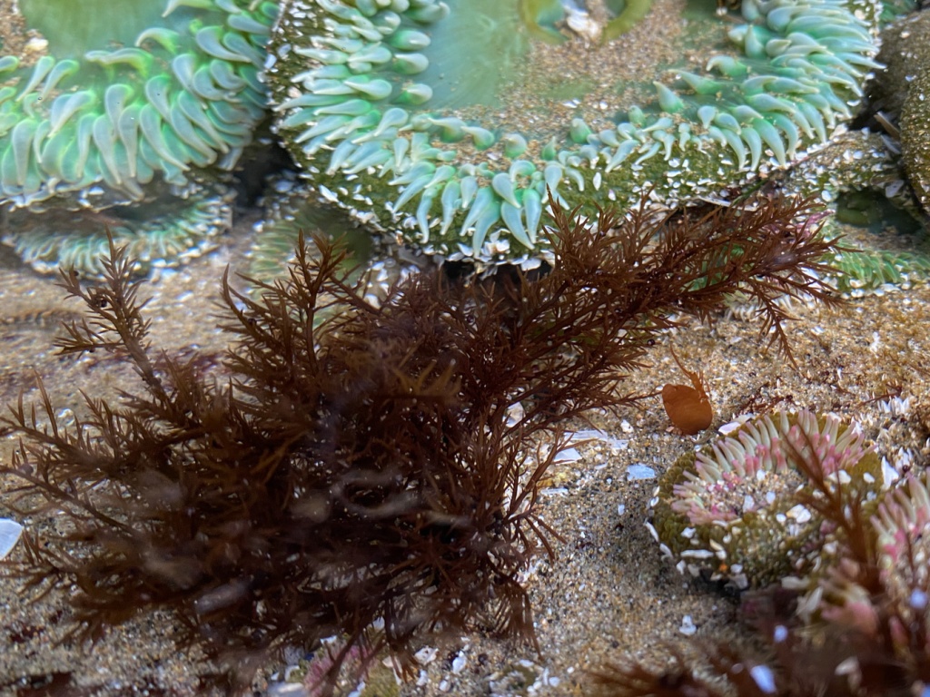 A submerged tuft of Cryptosiphonia woodii in a shallow tide pool.. Sharing the pool are pink-tipped and giant green anemones.